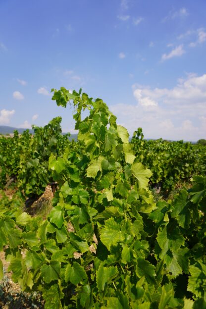 Chambre d'hôtes – Image 2